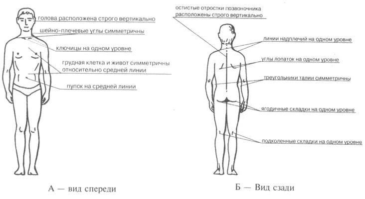 Осанка в норме в сагиттальной и фронтальной плоскостях Осанка в норме в сагиттальной и фронтальной плоскостях