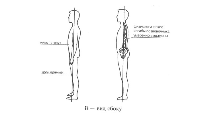 Осанка в норме в сагиттальной и фронтальной плоскостях Осанка в норме в сагиттальной и фронтальной плоскостях